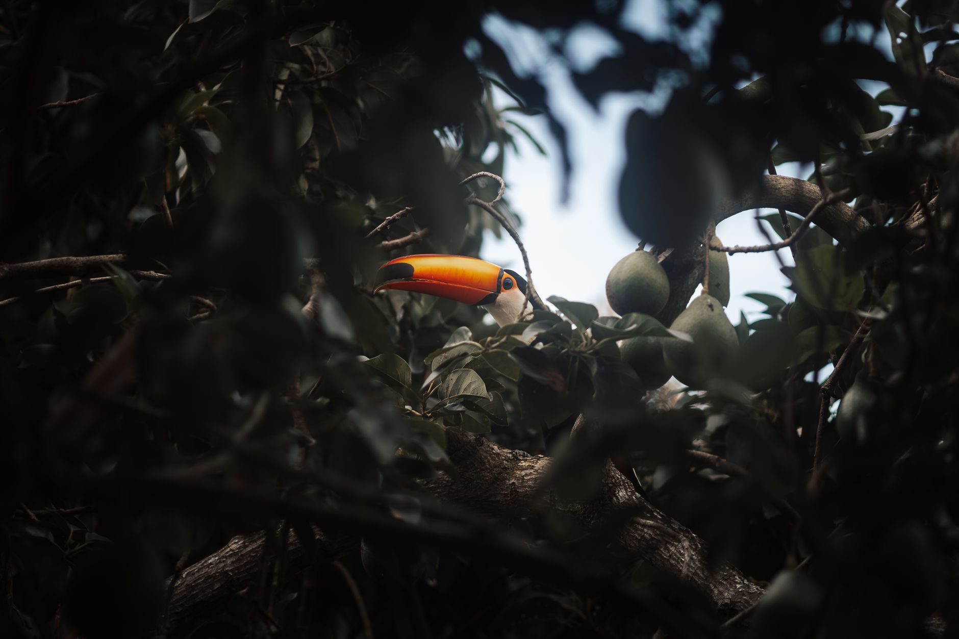 Expedição Fotográfica na Selva