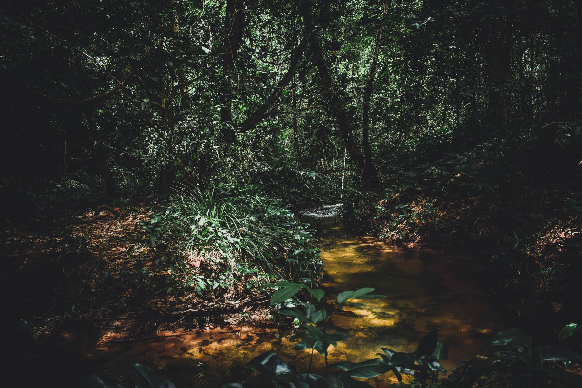 Trilha Noturna na Floresta