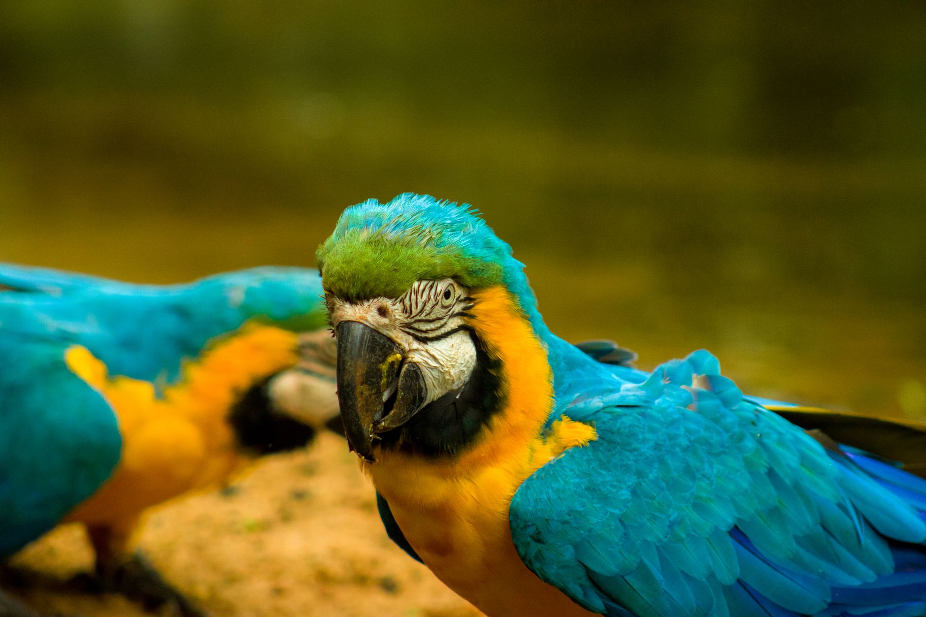 Observação de Fauna Amazônica