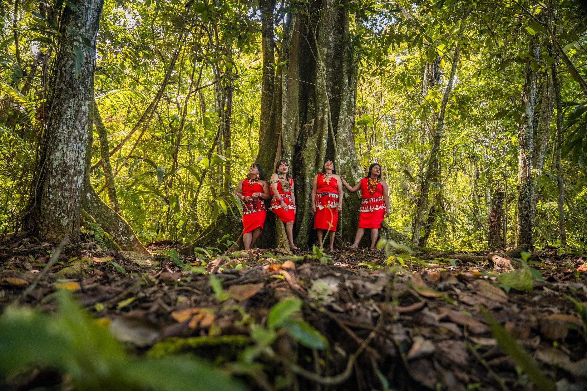 Da floresta para a sua vida
